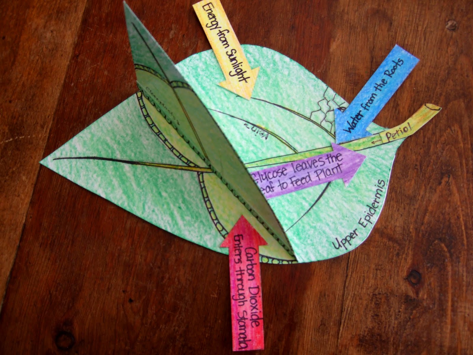 Model Of Leaf Clip Art Library