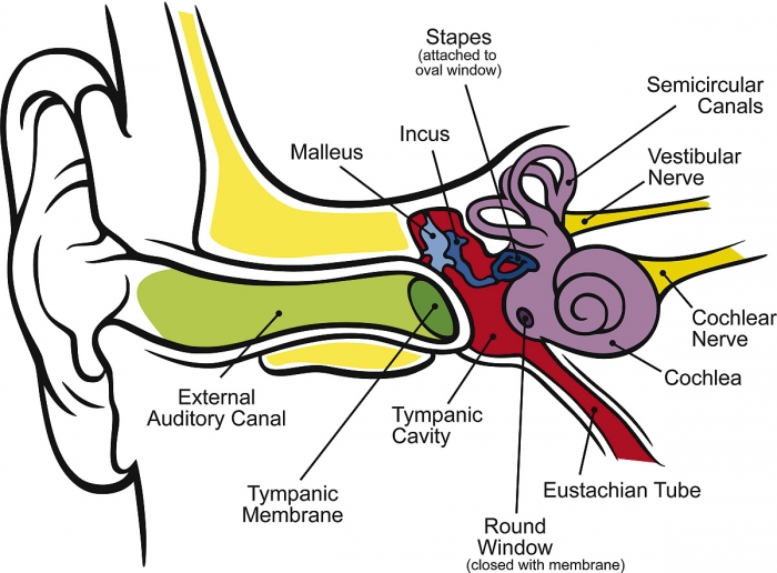 human ear diagram unlabelled