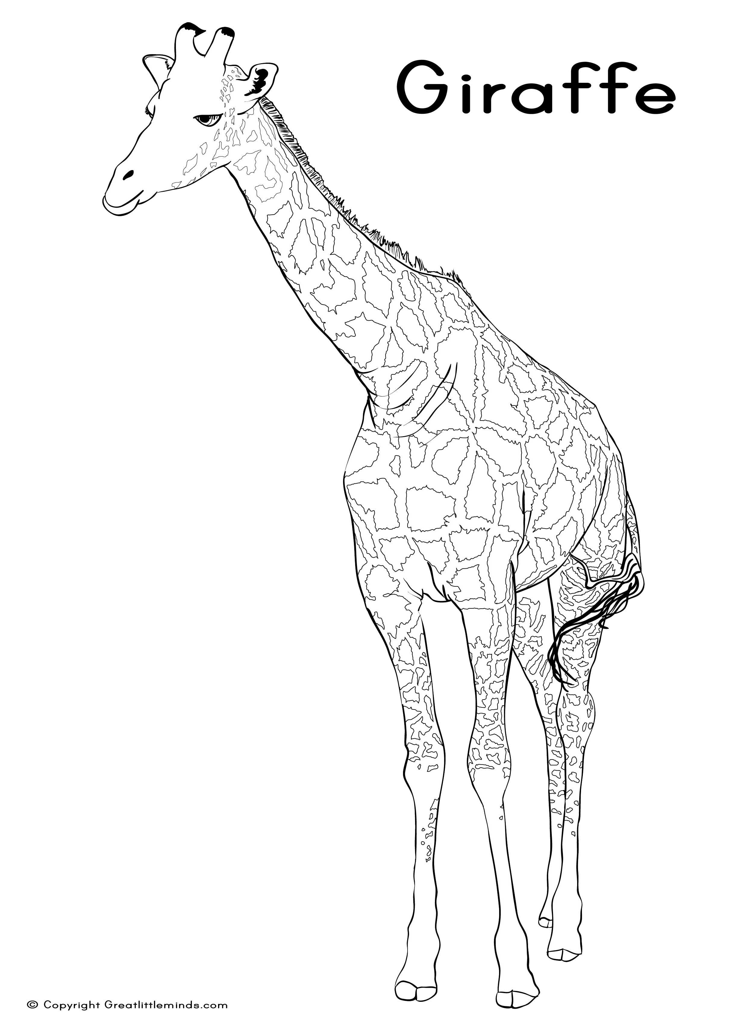 free-giraffe-line-drawing-download-free-giraffe-line-drawing-png