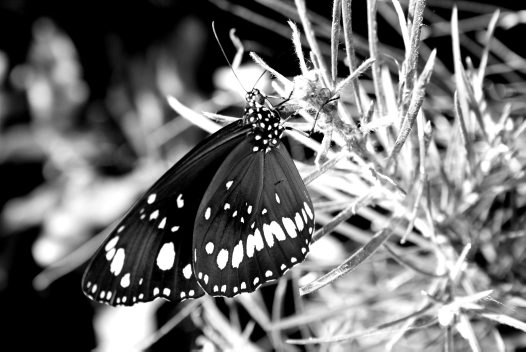 Black and White Butterfly - Stephan Marohn - Australian Museum