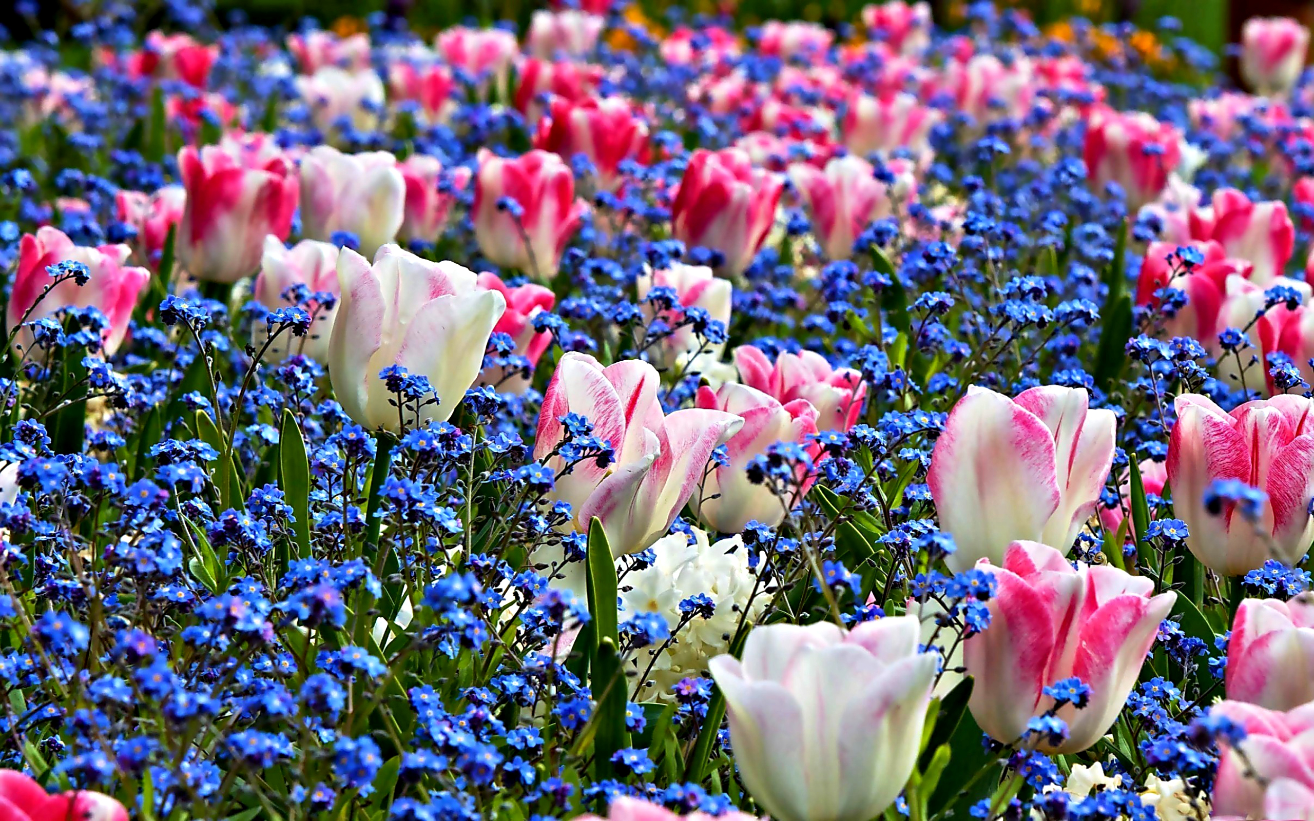Image%20result%20for%20beautiful%20spring%20flower