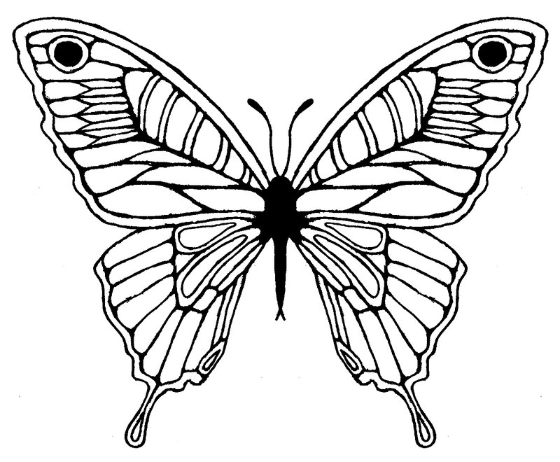 view all Butterfly Wing Outline). 
