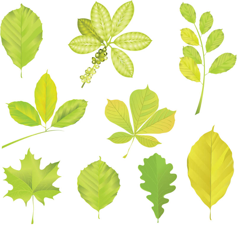 Green tree leaves vector | Vector Graphics Blog