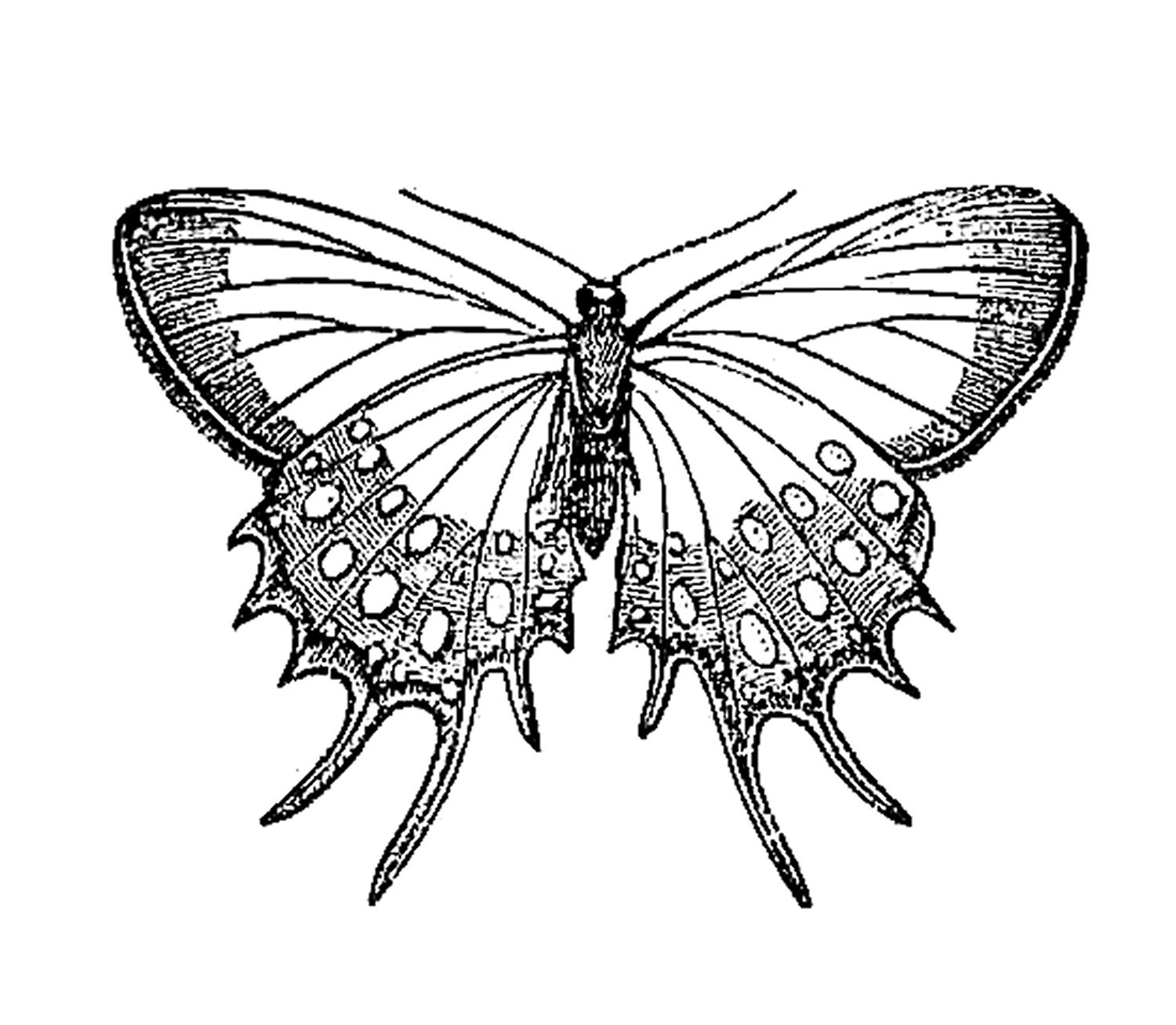 Antique Images: Vintage Insect Clip Art: Butterfly Graphic Design 