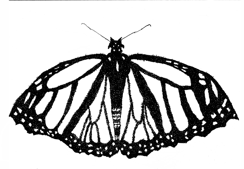 Monarch Butterfly Essence Portrait (Psalm 145- Hallel) | Art 