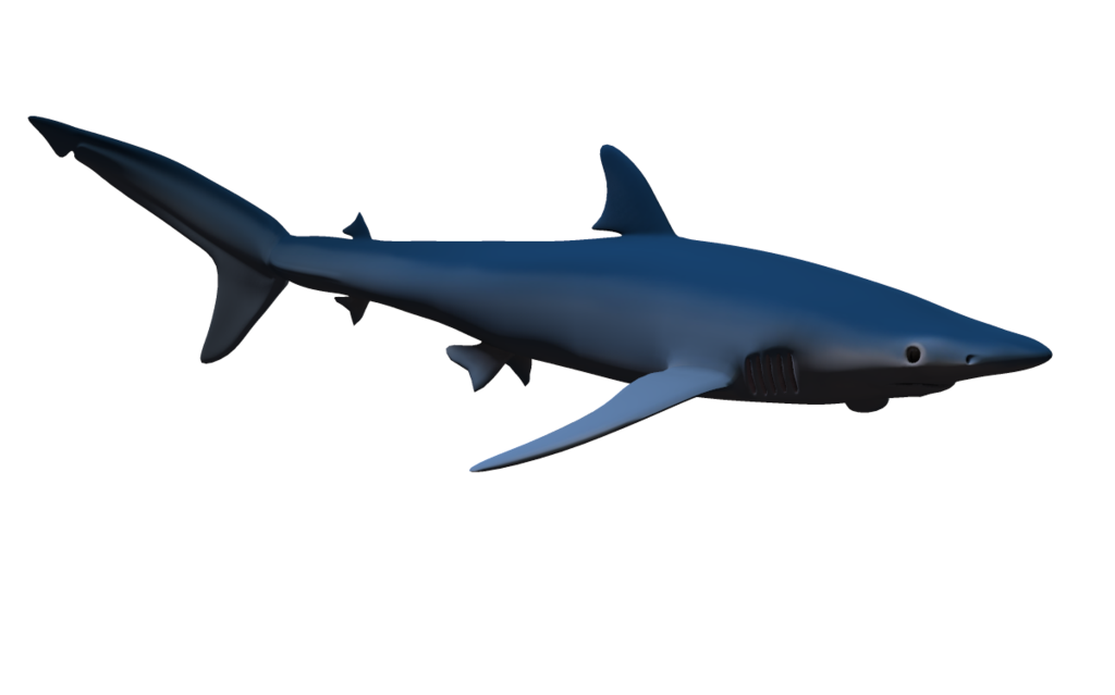 Clip Arts Related To : hammerhead shark transparent background. 