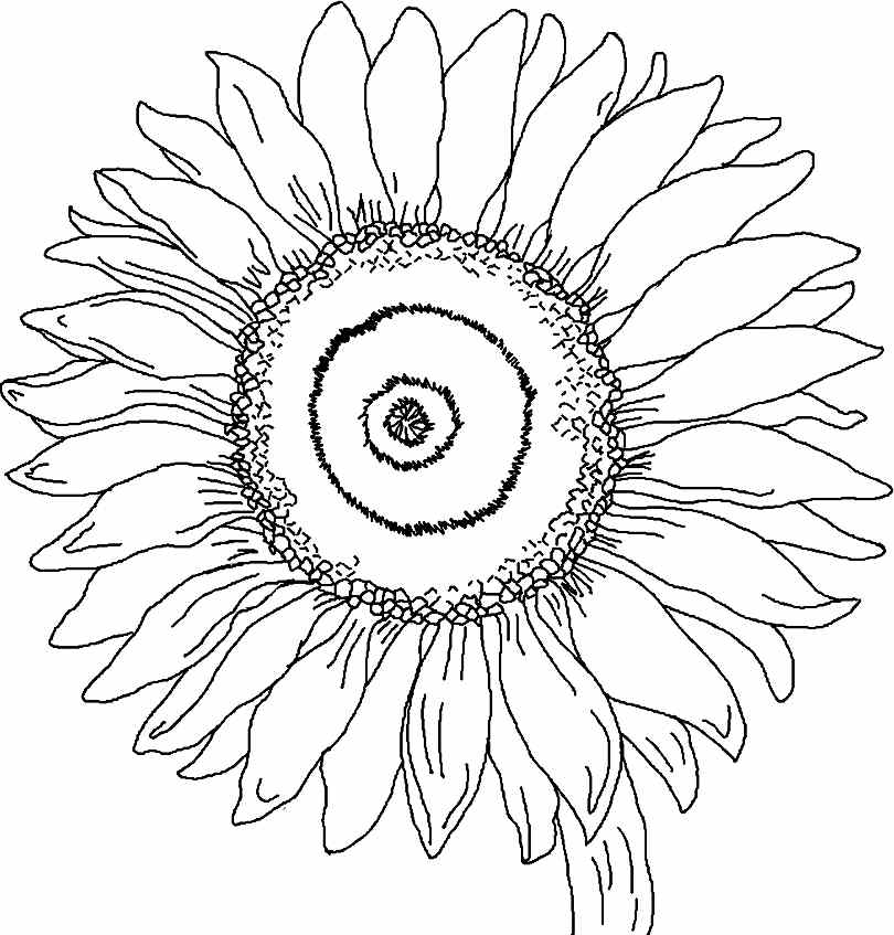 Free Sunflower Color Sheets, Download Free Sunflower Color Sheets png