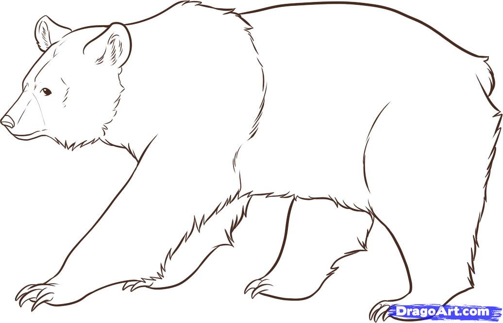animals for drawing bear - Clip Art Library