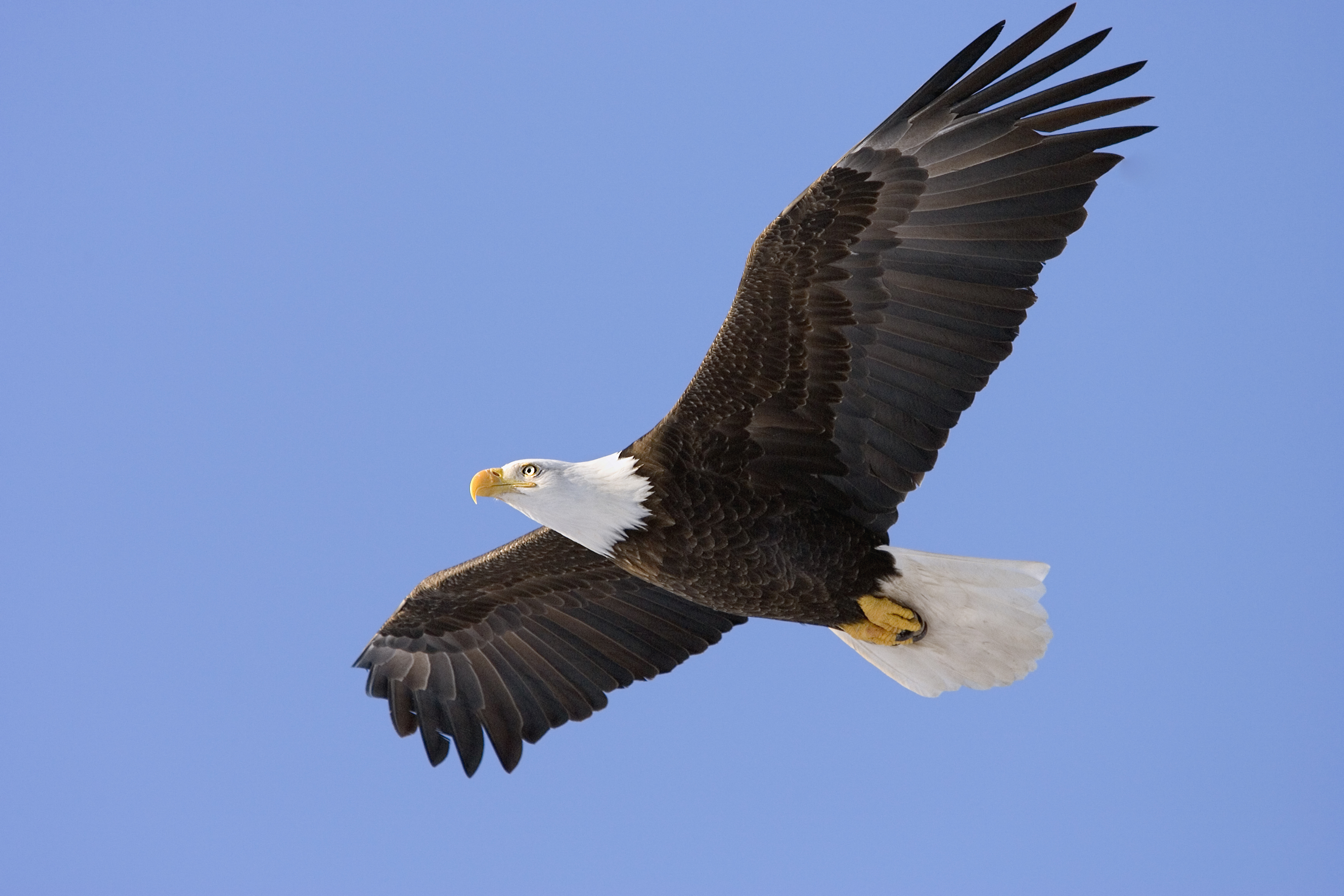Flying With The Eagles | Dublin, Powell, and Southwest Delaware 