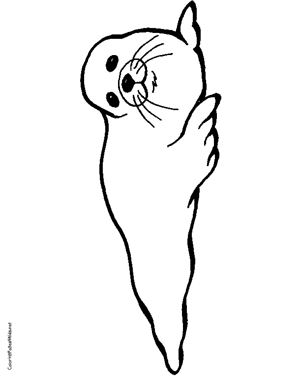 Free Cute Seal Coloring, Download Free Cute Seal Coloring png images