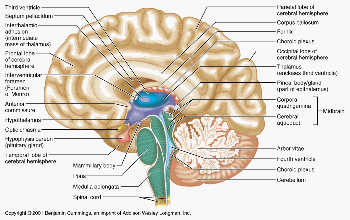 labeled brain anatomy - Clip Art Library