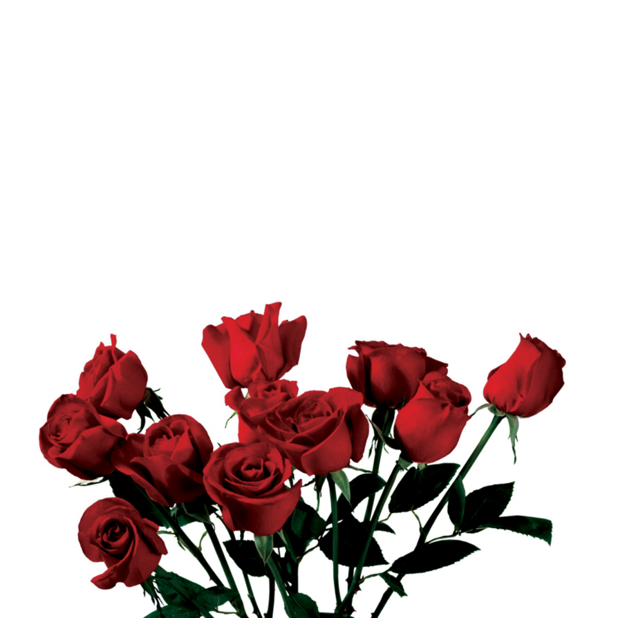ROSE PNG TRANSPARENT -USE ANYWHERE by TheArtist100 on Clipart library