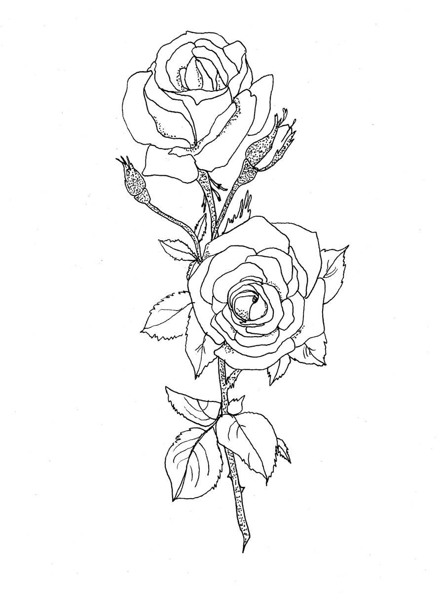 Free Rose Line Drawing, Download Free Rose Line Drawing png images