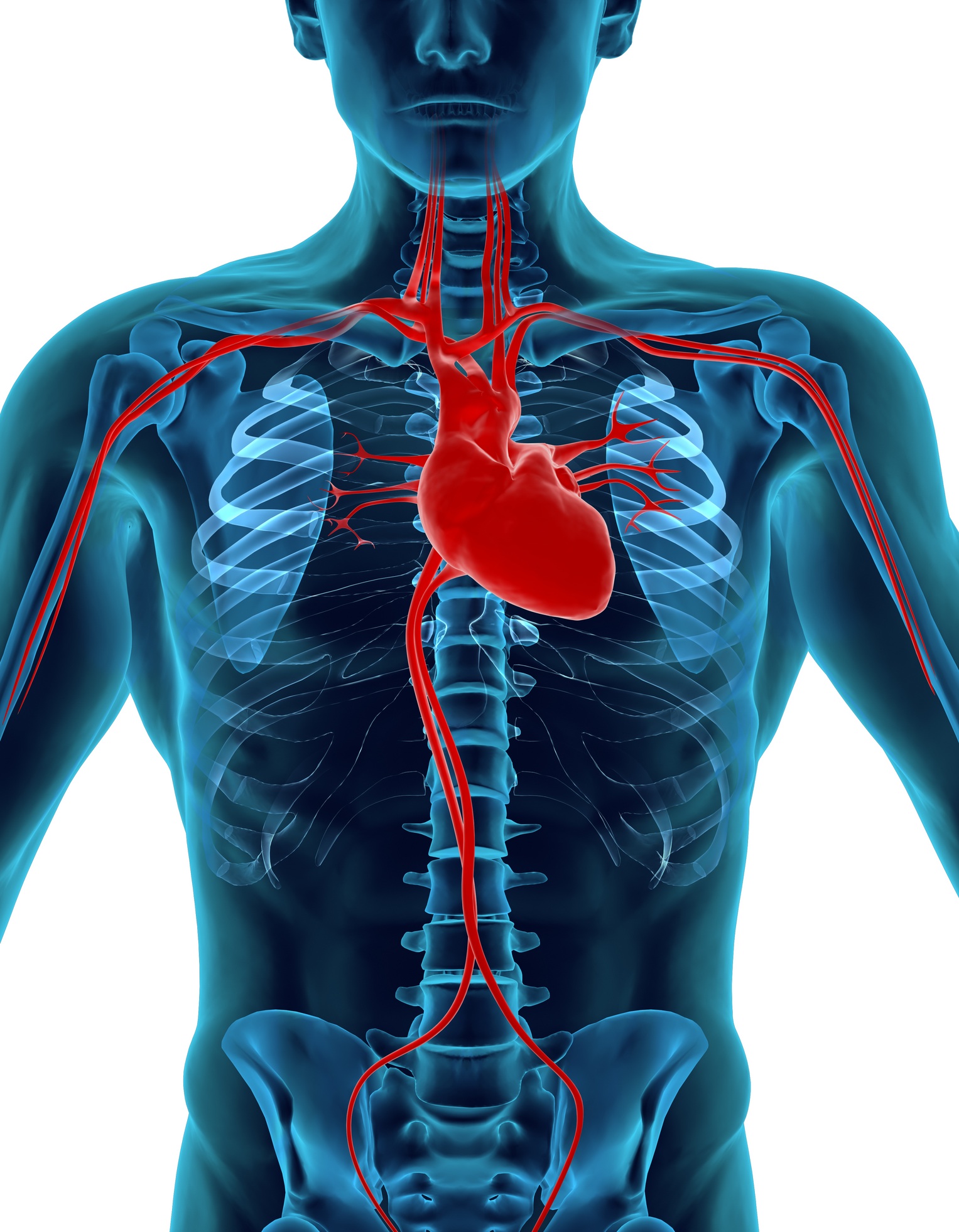 Free Human Heart Images, Download Free Clip Art, Free Clip ...