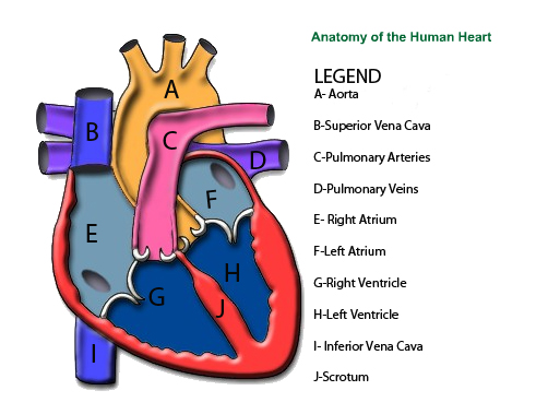 Human Anatomy Diagram Unlabeled - Anatomy
