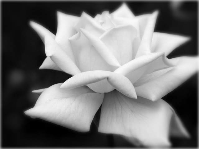 black and white rose graphics and comments