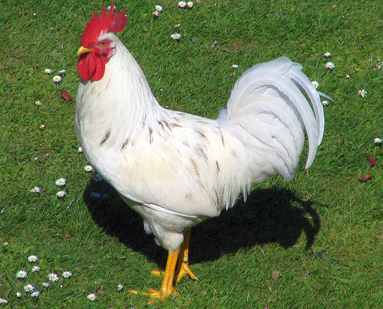 File:Rooster Port Chalmers - Wikimedia Commons