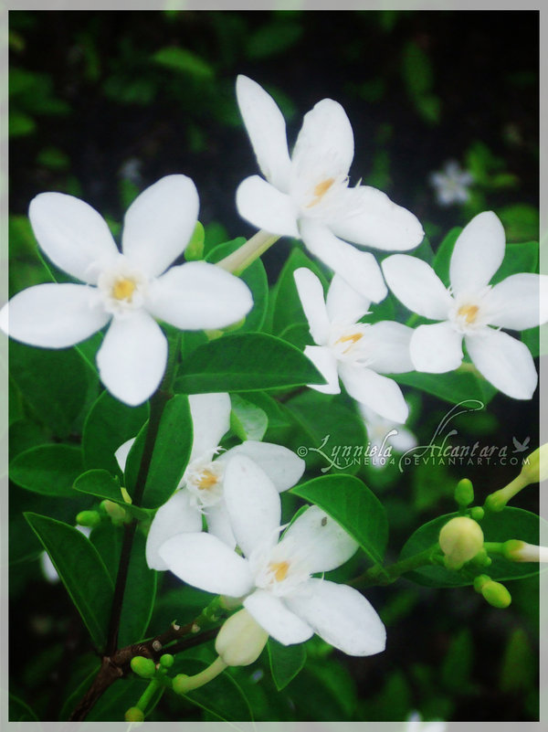 Sampaguita by lynel04 on Clipart library