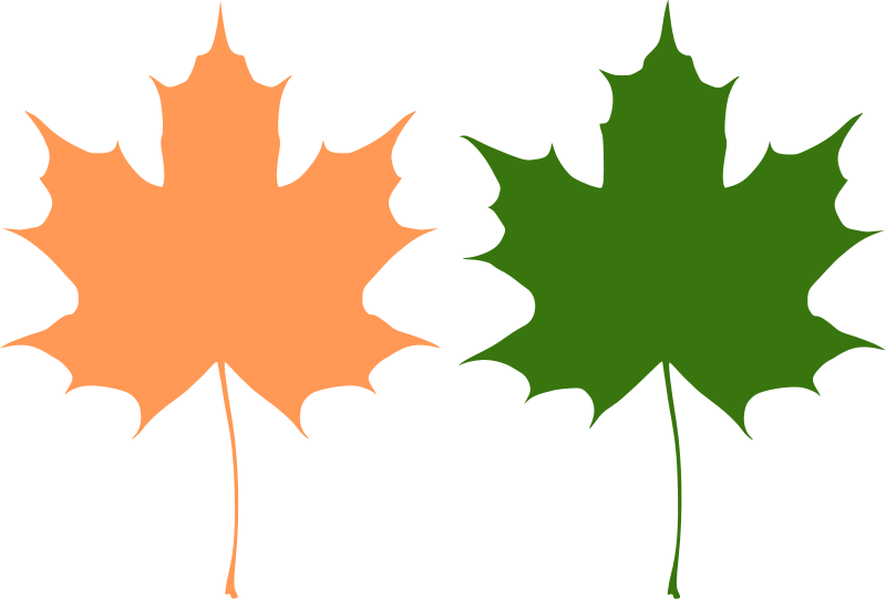 Maple leaves Free Vector 