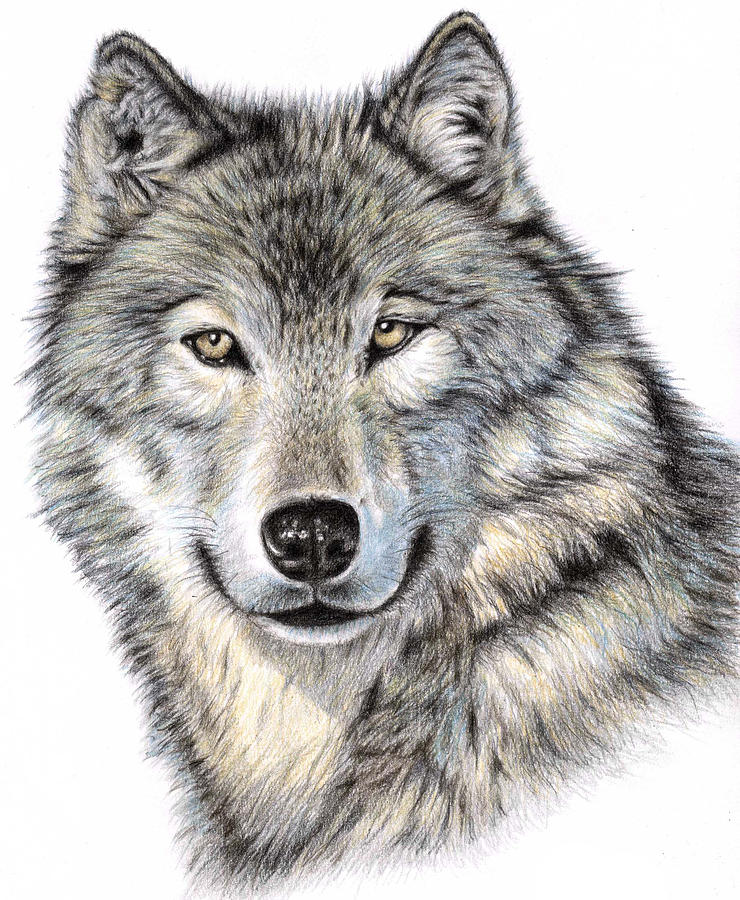 Creative Sketch Drawing Of A Wolf for Girl