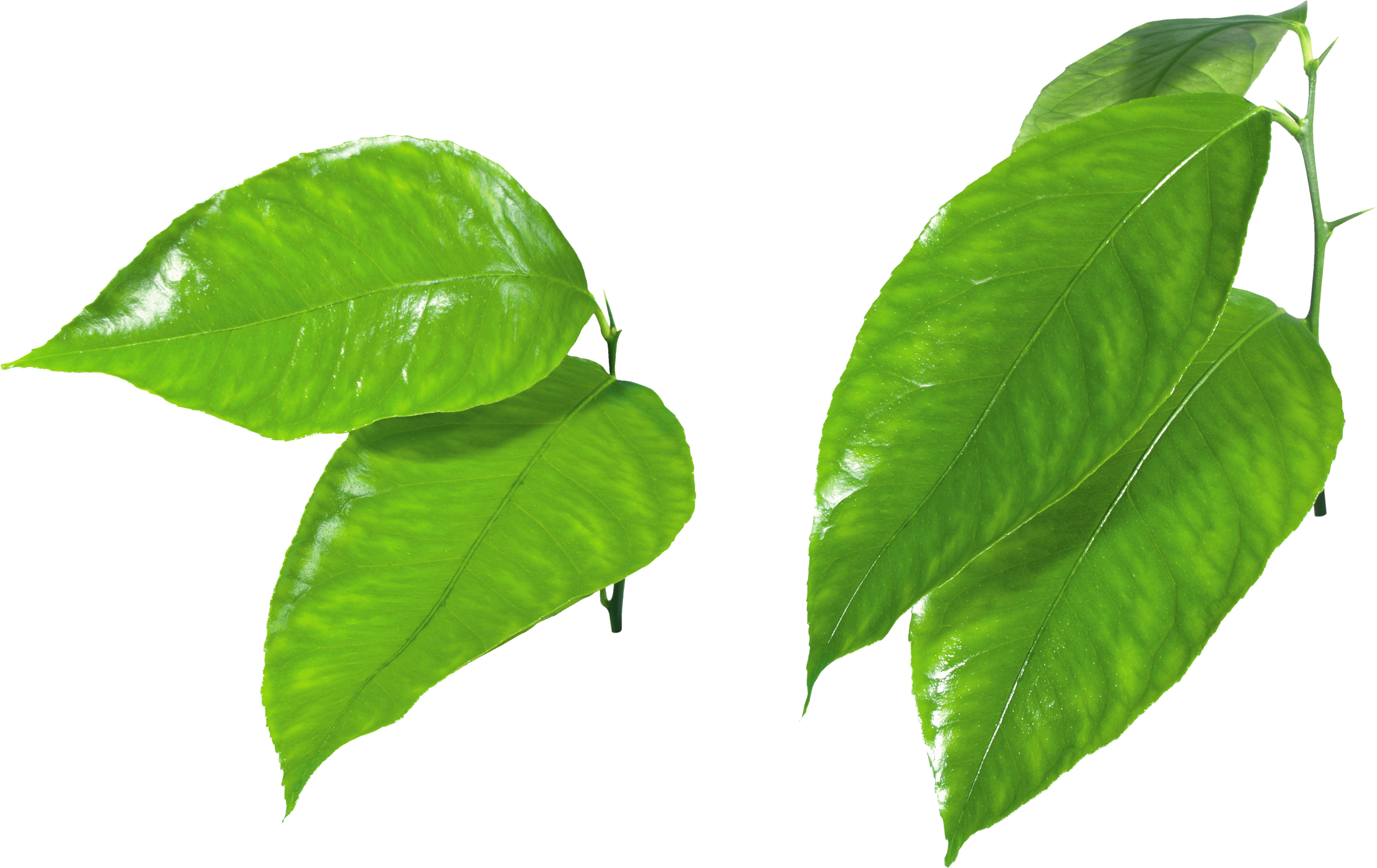 green_leaves_PNG3627.png