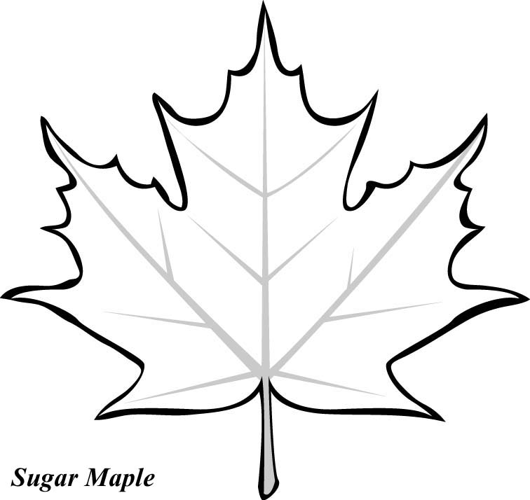Maple Leaves Coloring Pages