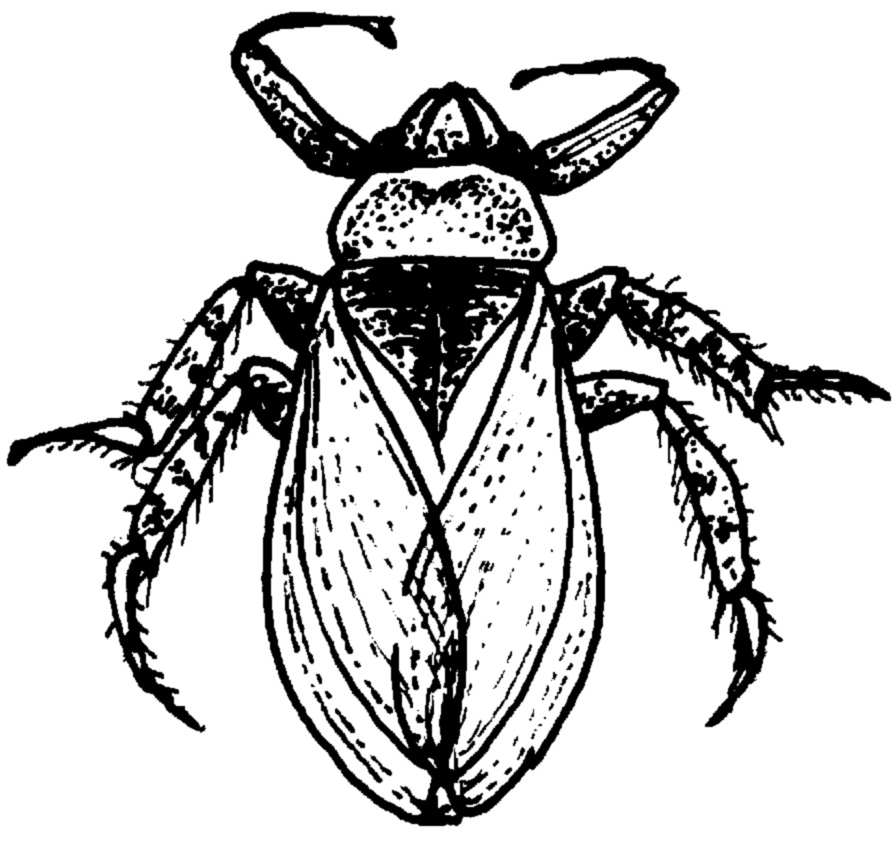 True Bugs | EcoSpark