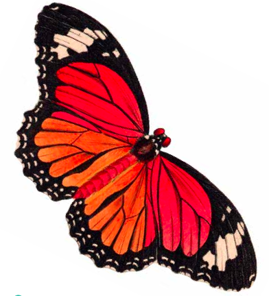 Free Clipart Butterfly - Clipart library