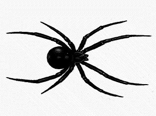 Free black-widow Clipart - Free Clipart Graphics, Images and 