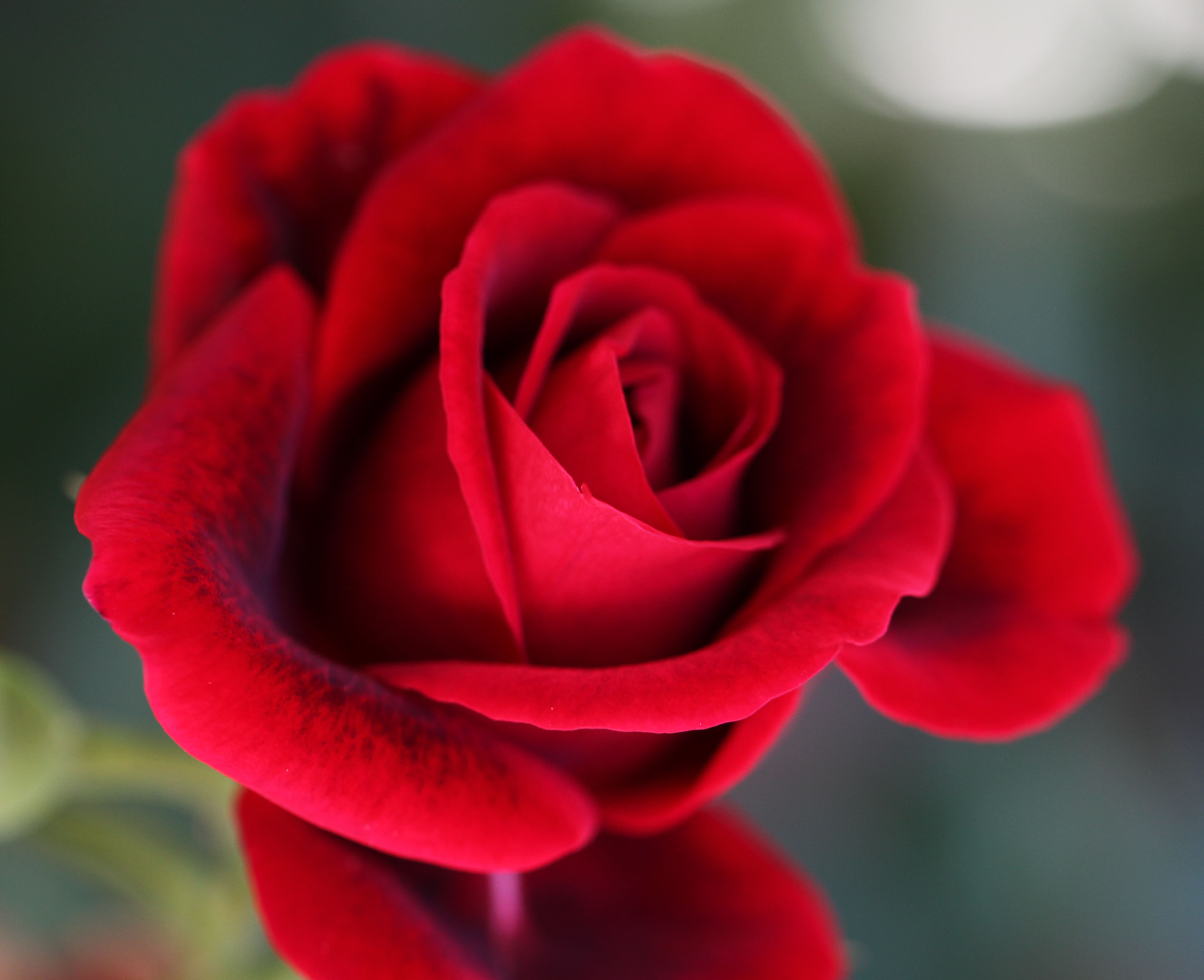 70 Beautiful Roses Wallpapers On Wallpaperplay