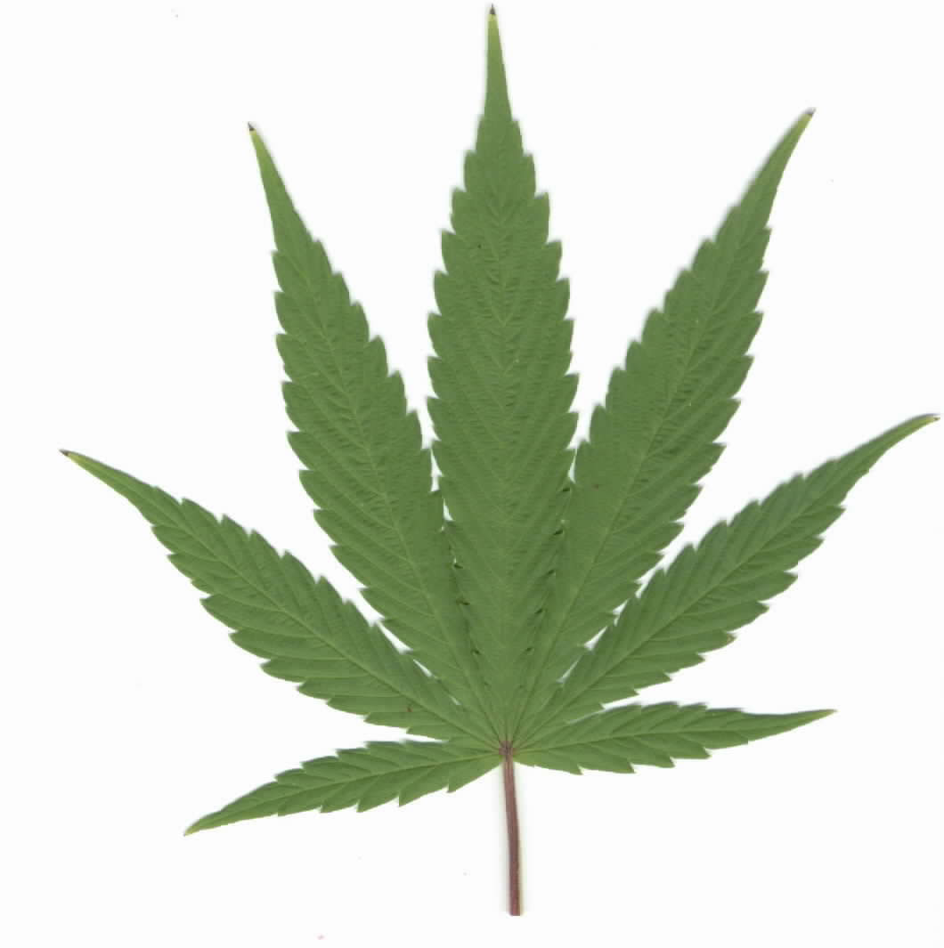 free clip art weed leaf - photo #38