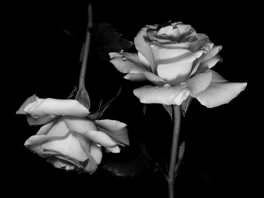 tumblr wallpapers black and white flowers