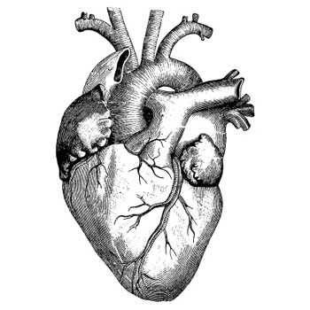 A real heart | Dibujos | Clipart library