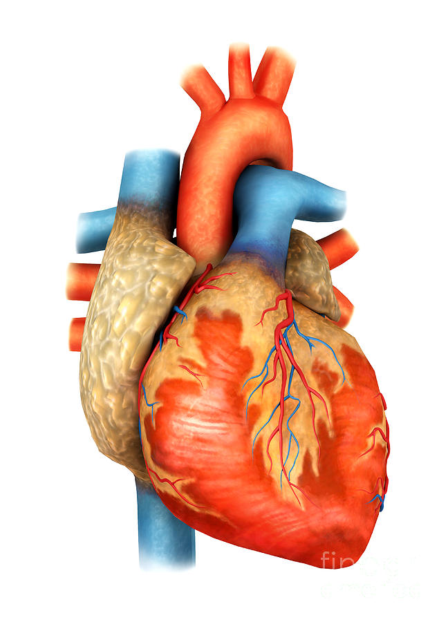 free clip art human heart - photo #36