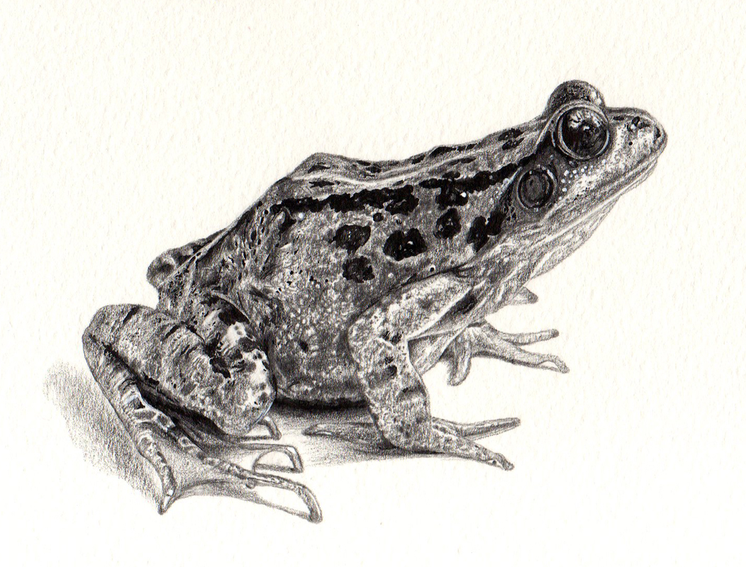 Free Frog Drawing, Download Free Frog Drawing png images, Free ClipArts