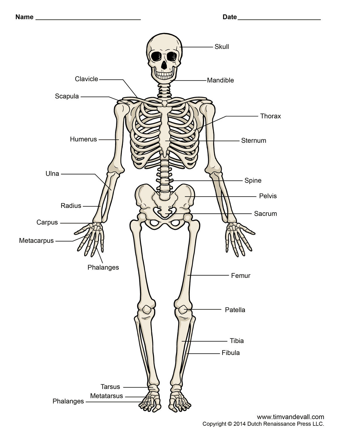 Free Kids Skeleton Drawing, Download Free Kids Skeleton Drawing png