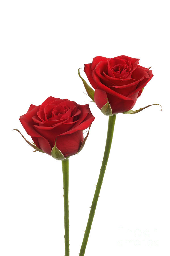 Ultimate Two Dozen Long Stemmed Red Roses Tattoo