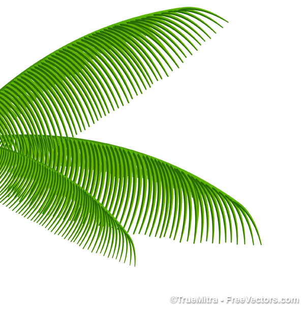 Palm Tree Leaves - Free Vectors
