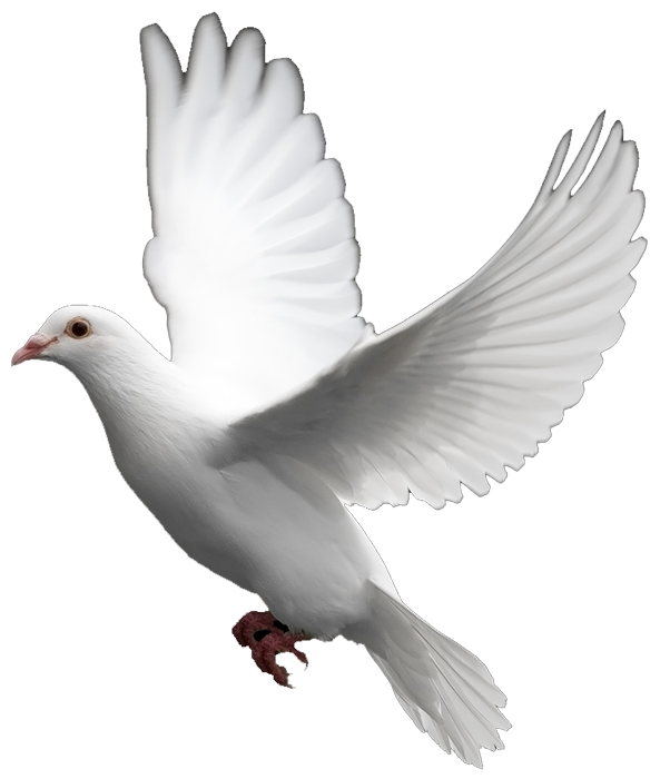 White Doves Wedding Decorations | Wedding Decorations Blog