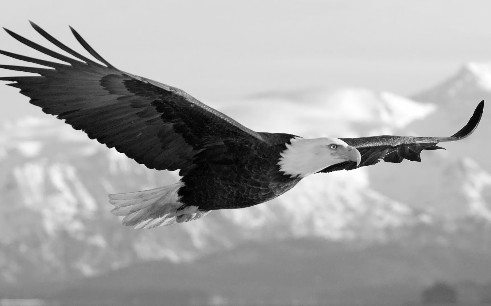 White Eagle Wallpaper HD Wallpapers 