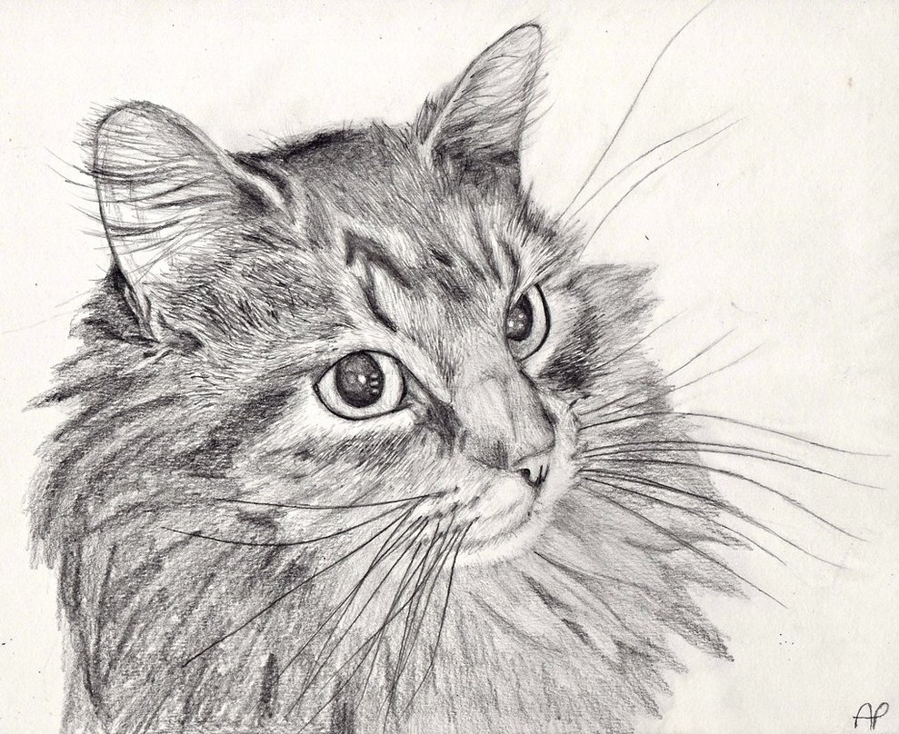Free Cat Drawing, Download Free Cat Drawing png images, Free ClipArts