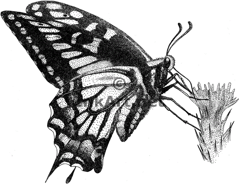 Anise Swallowtail Butterfly Stock Art Illustration
