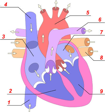 Heart Unlabeled Diagram - Clipart library