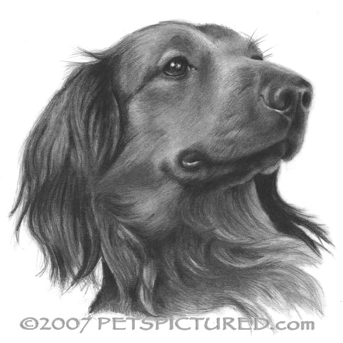 Long-Haired Dachshund Portrait - Original pencil drawing - Dog art 