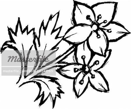 Black And White Flower Drawing | Clipart library - Free Clipart Images