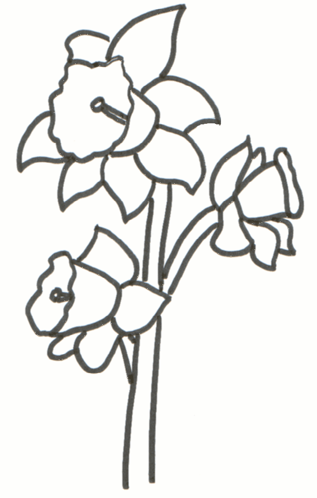 Daffodil Template