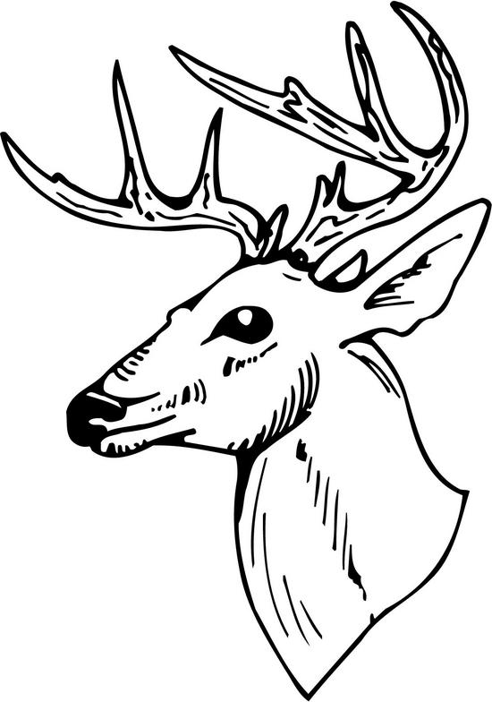 whitetail buck head drawing