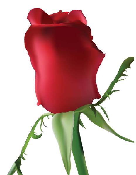 roses clip art free download - photo #13