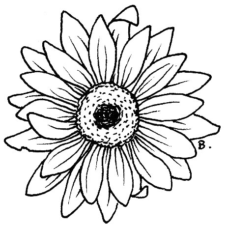 Gerber Daisy Drawing - Clipart library