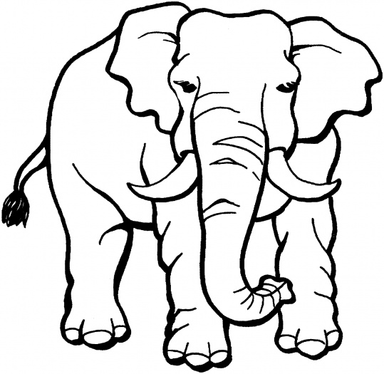Elephant 2 - Elephant Coloring Pages : Coloring Pages for Kids 